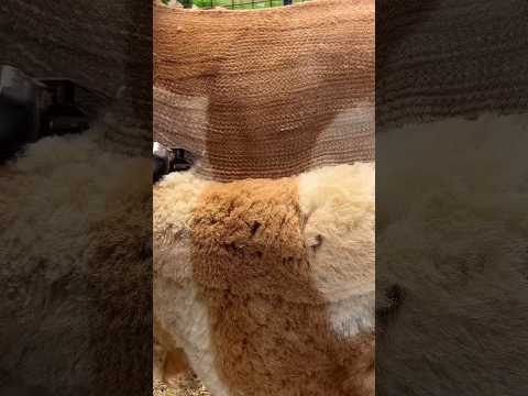 Fabric made from llama fibers